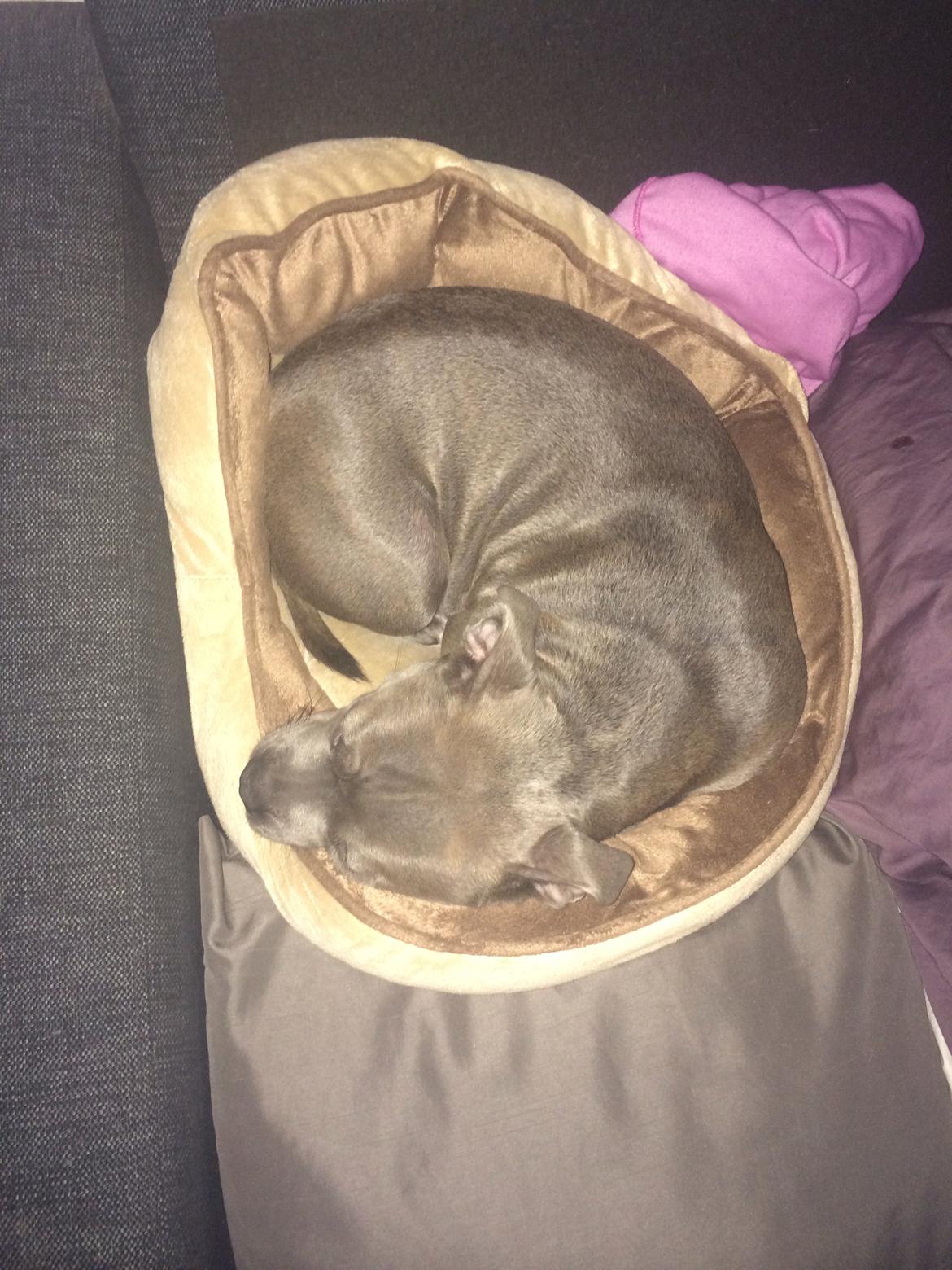 Staffordshire bull terrier Enchanting Ice Queen (Lucca) billede 34