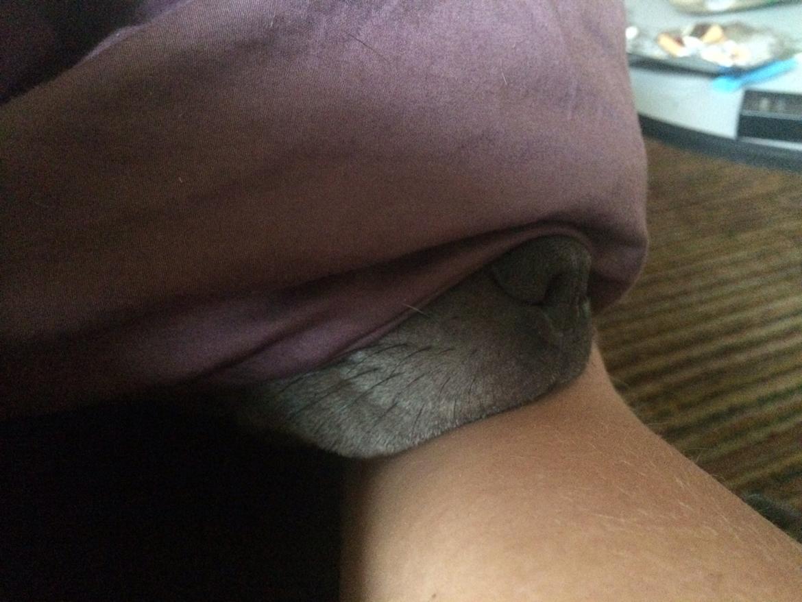 Staffordshire bull terrier Enchanting Ice Queen (Lucca) billede 35