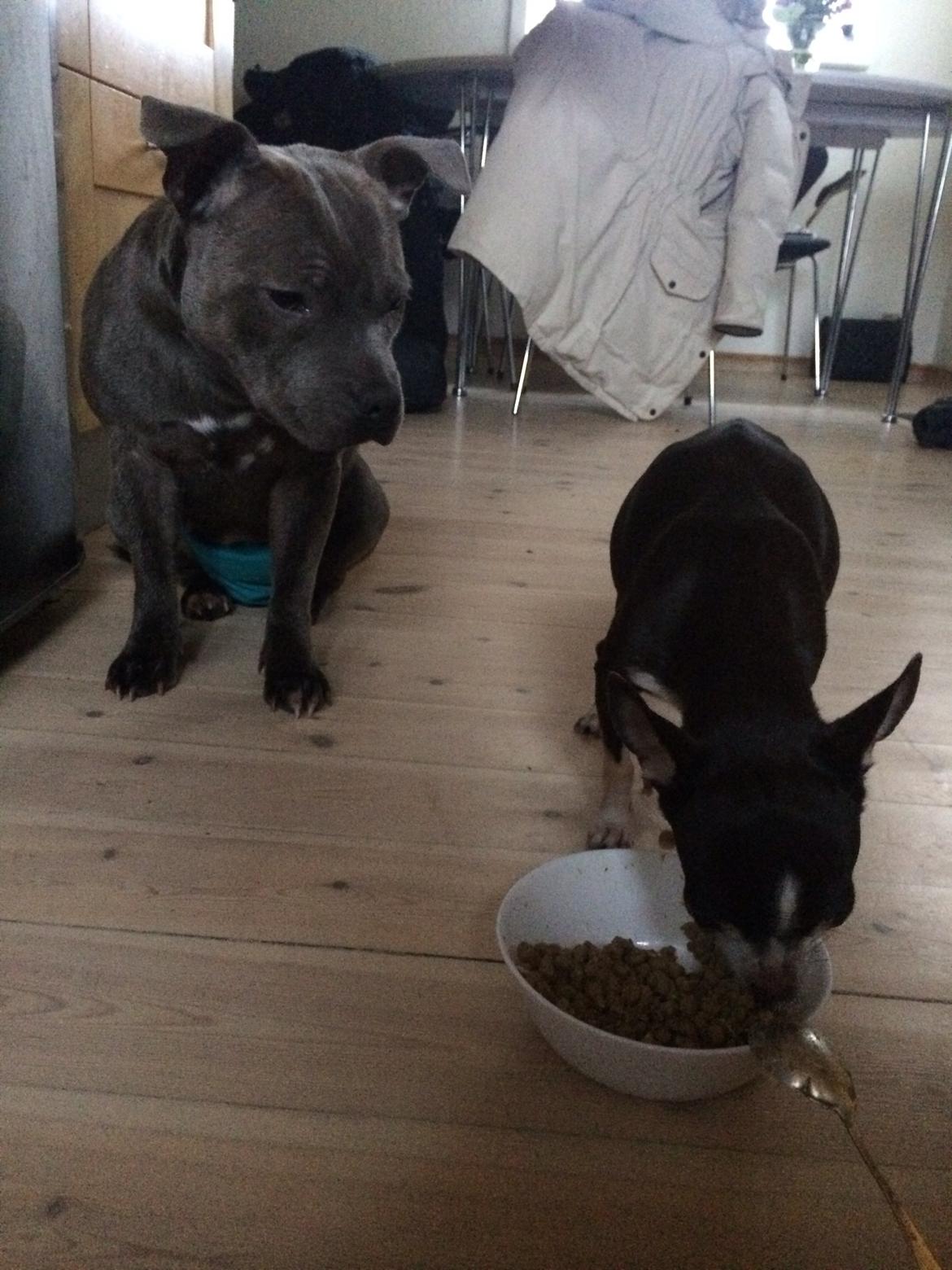 Staffordshire bull terrier Enchanting Ice Queen (Lucca) billede 36