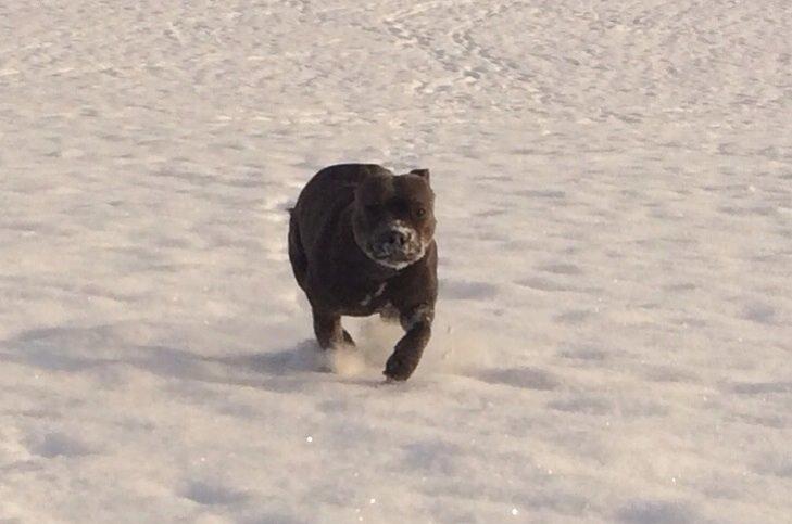 Staffordshire bull terrier Enchanting Ice Queen (Lucca) billede 37