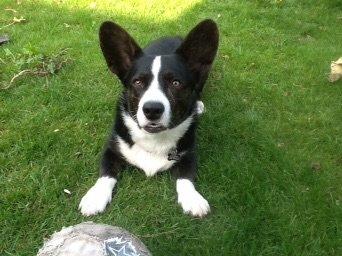 Welsh corgi cardigan Omino ( Lærkegårdens Zinidine Zidane ) billede 2