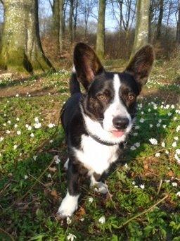 Welsh corgi cardigan Omino ( Lærkegårdens Zinidine Zidane ) billede 1