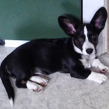 Welsh corgi cardigan Omino ( Lærkegårdens Zinidine Zidane ) billede 3