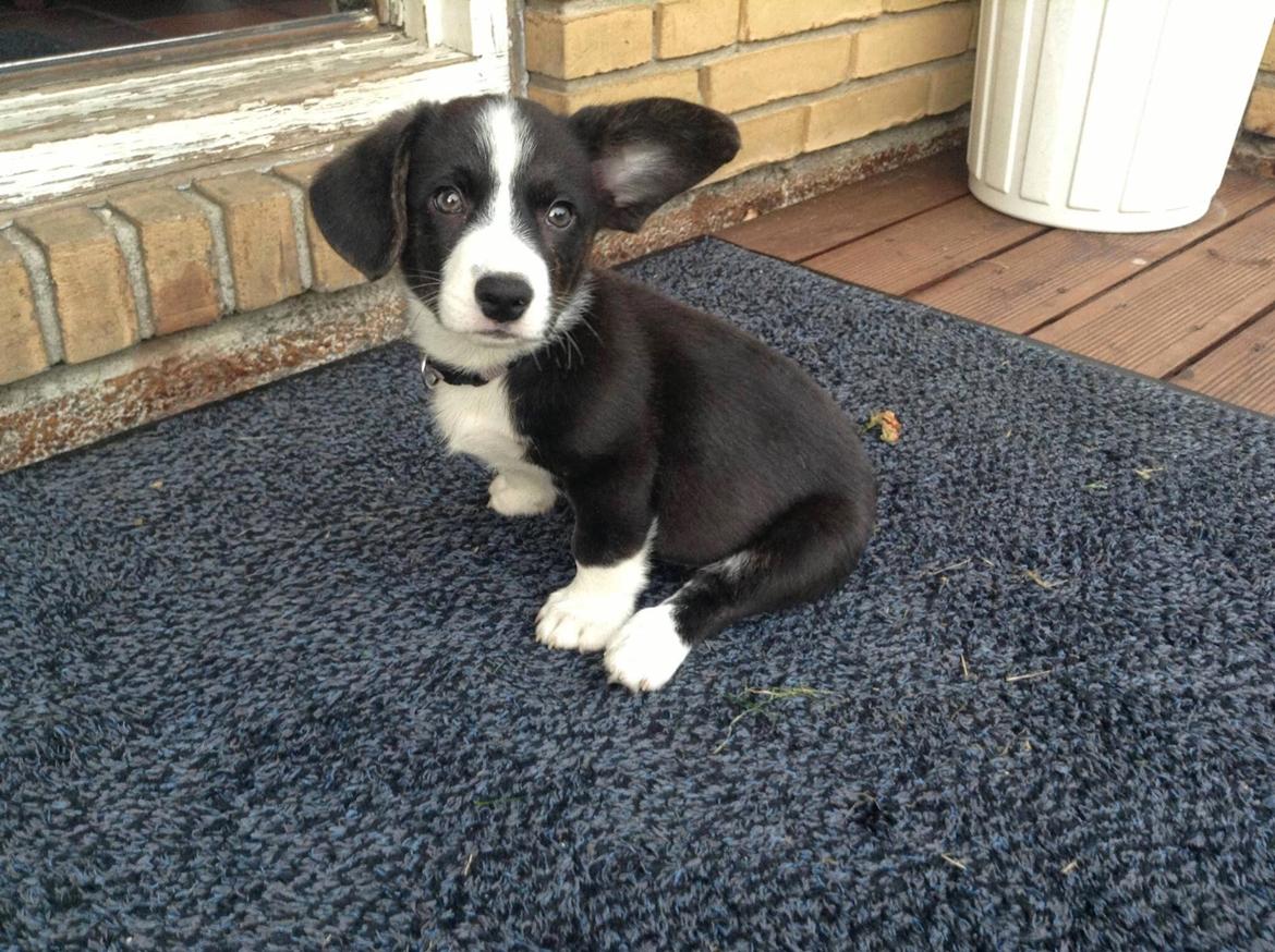 Welsh corgi cardigan Omino ( Lærkegårdens Zinidine Zidane ) billede 4