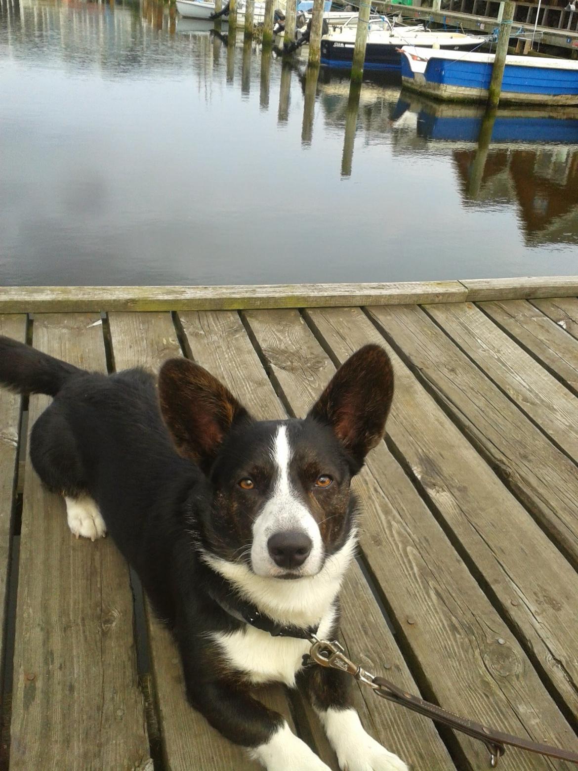 Welsh corgi cardigan Omino ( Lærkegårdens Zinidine Zidane ) billede 5