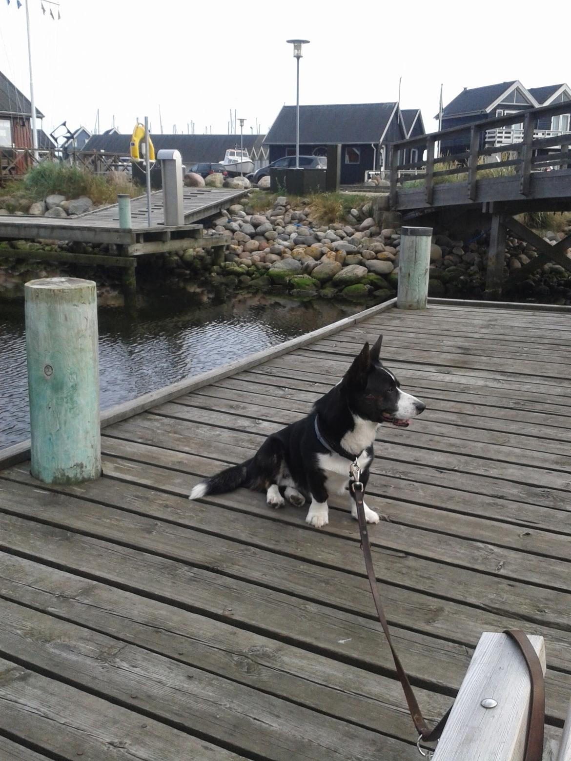 Welsh corgi cardigan Omino ( Lærkegårdens Zinidine Zidane ) billede 6