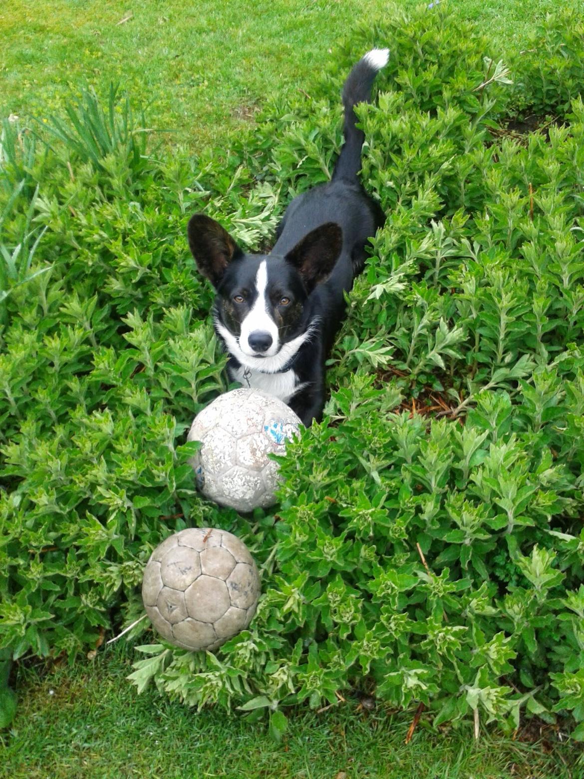 Welsh corgi cardigan Omino ( Lærkegårdens Zinidine Zidane ) billede 7