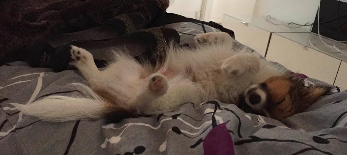 Phalene Choko billede 18