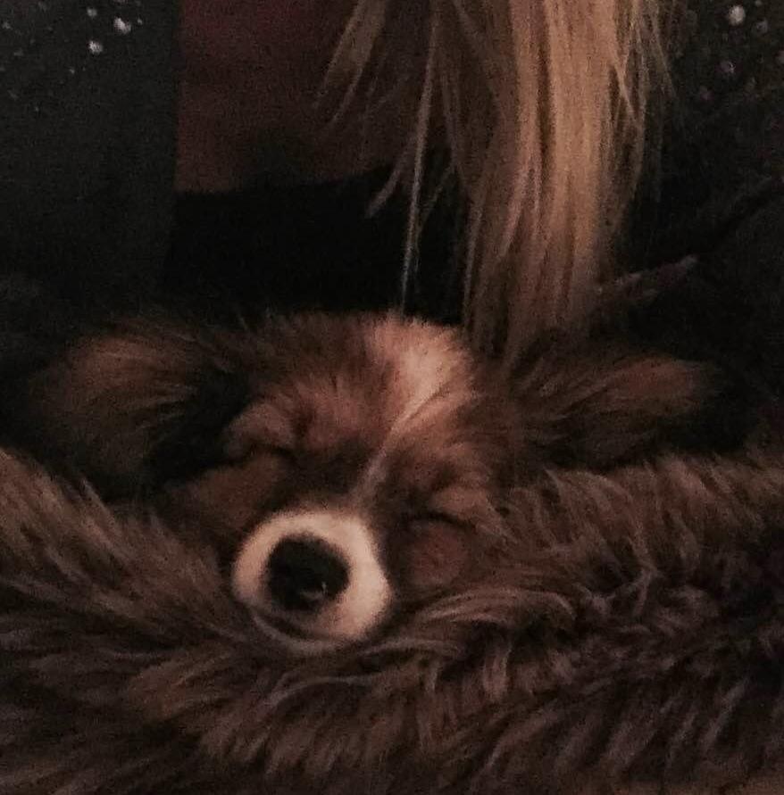 Phalene Choko billede 21