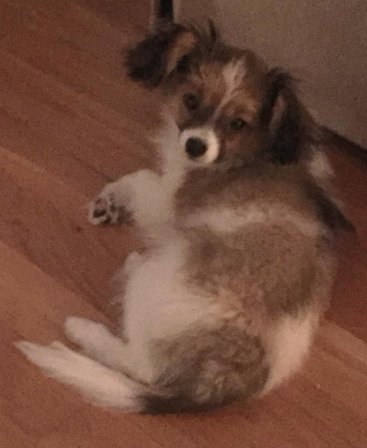 Phalene Choko billede 24