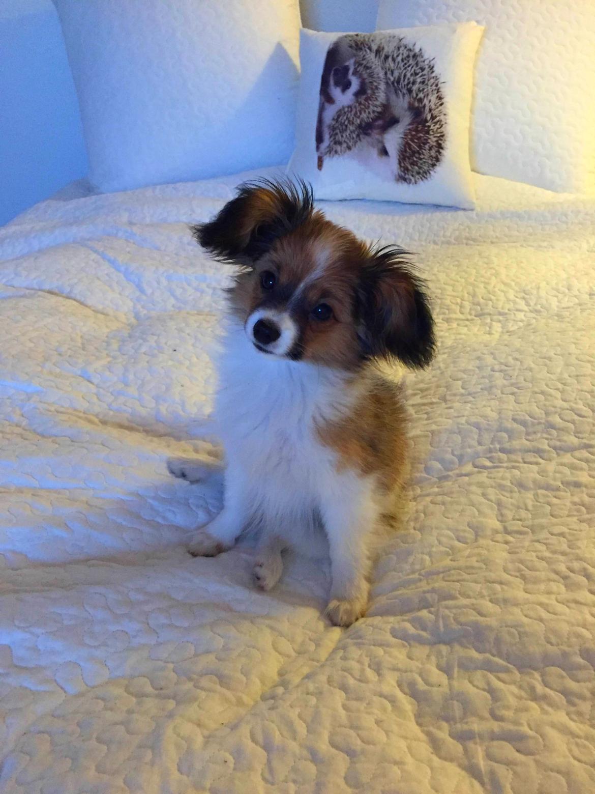 Phalene Choko billede 12