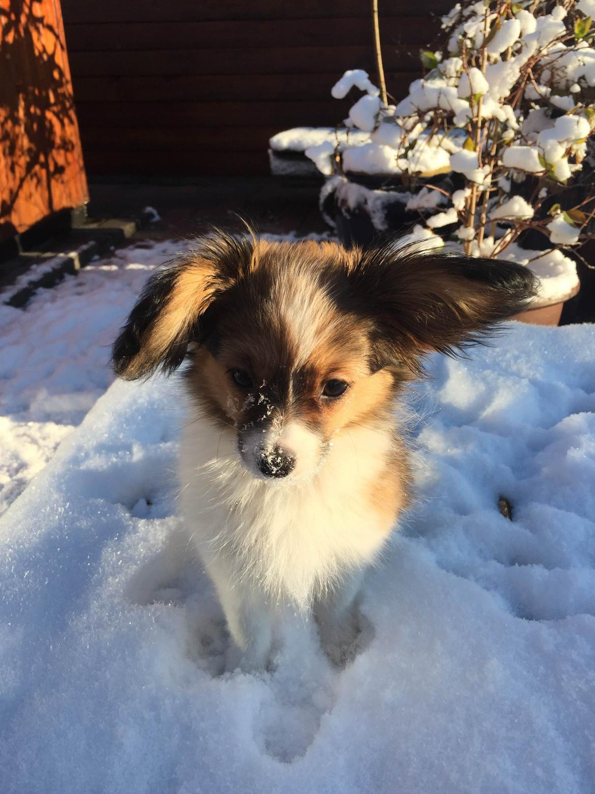 Phalene Choko billede 13