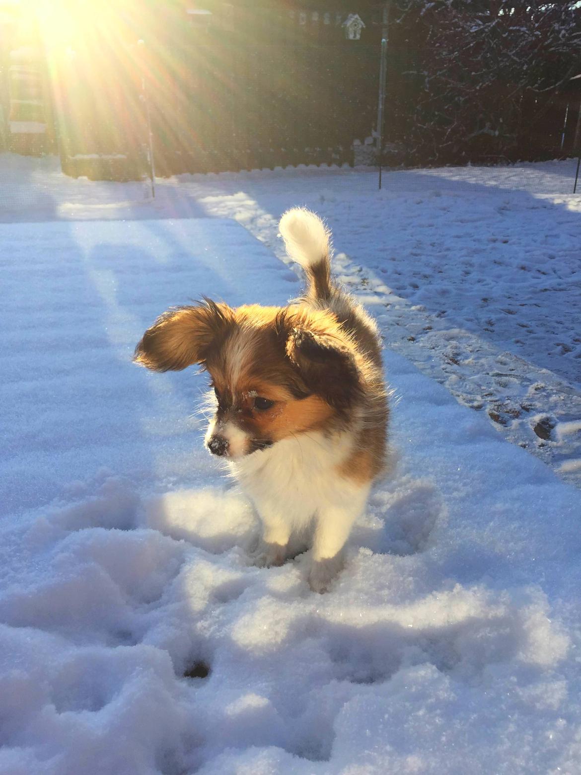 Phalene Choko billede 11