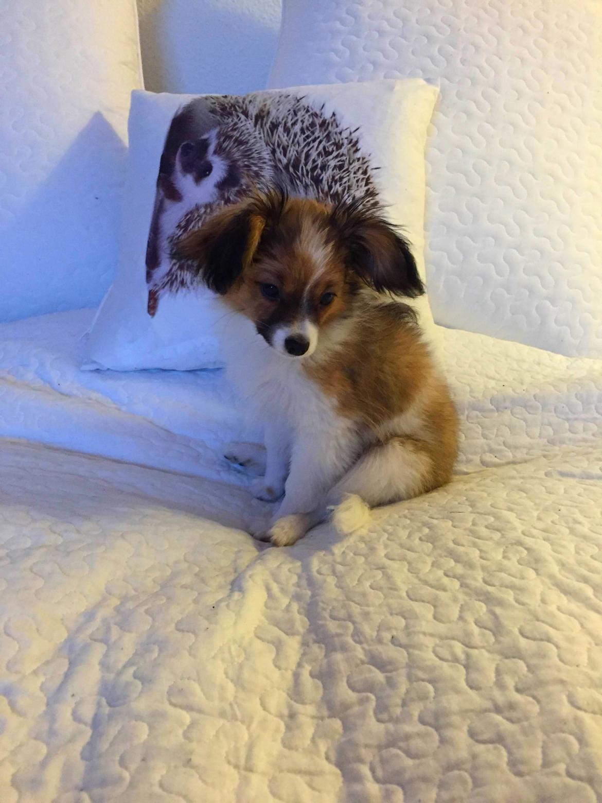 Phalene Choko billede 10