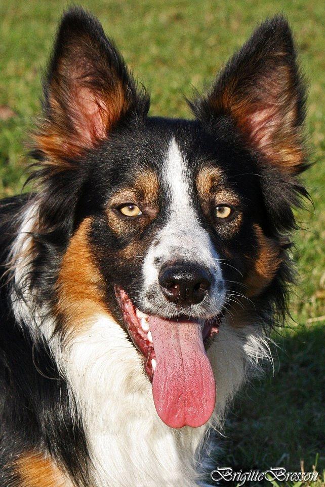 Border collie Jett R.I.P billede 13