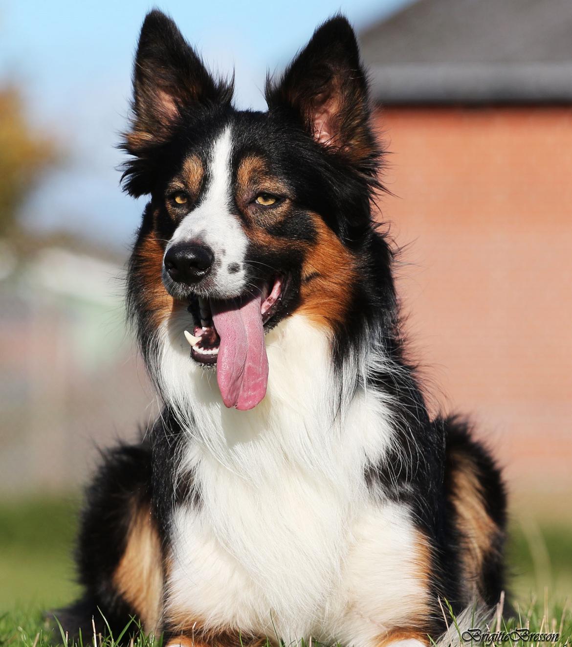 Border collie Jett R.I.P billede 11