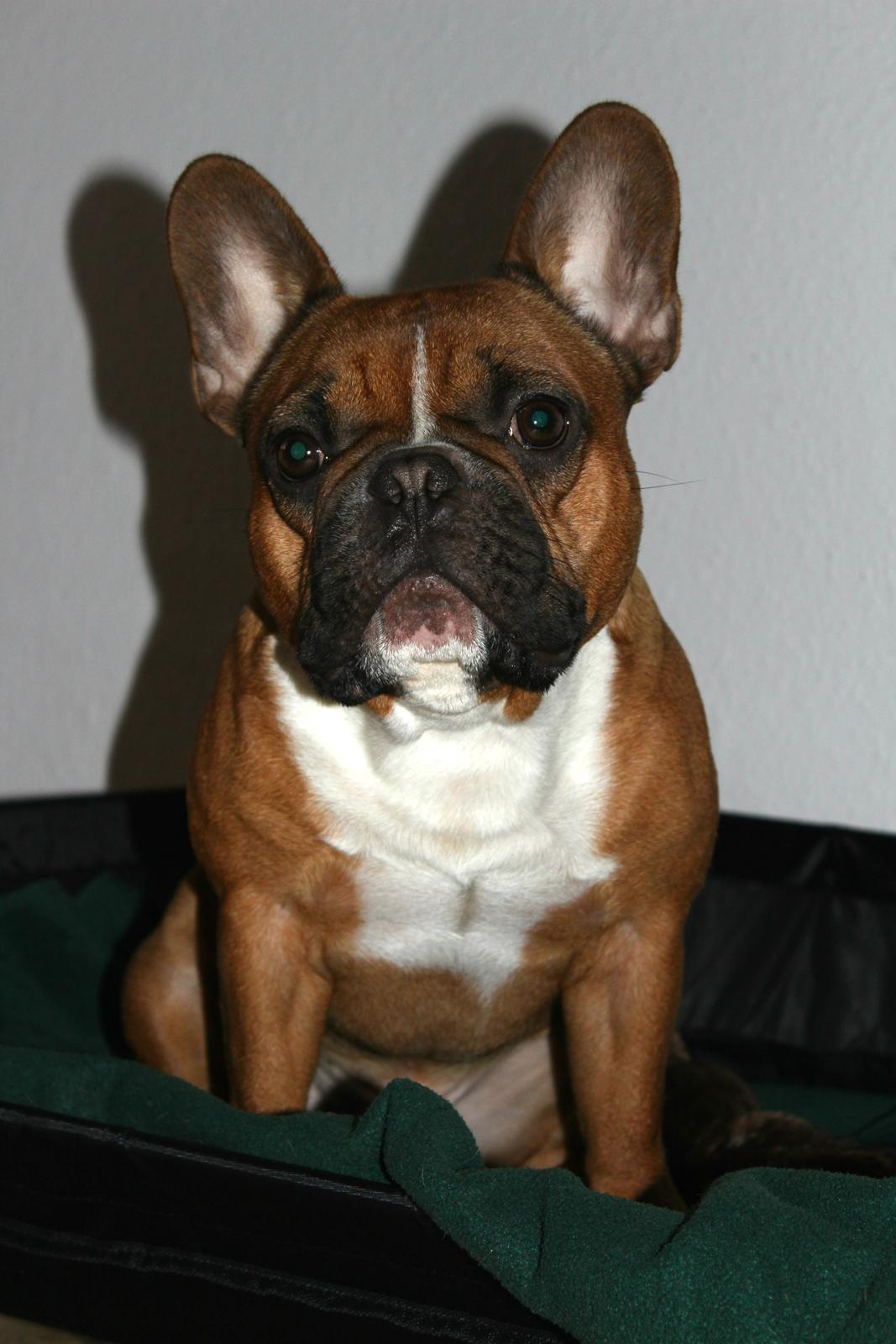 Fransk bulldog Arnold billede 15