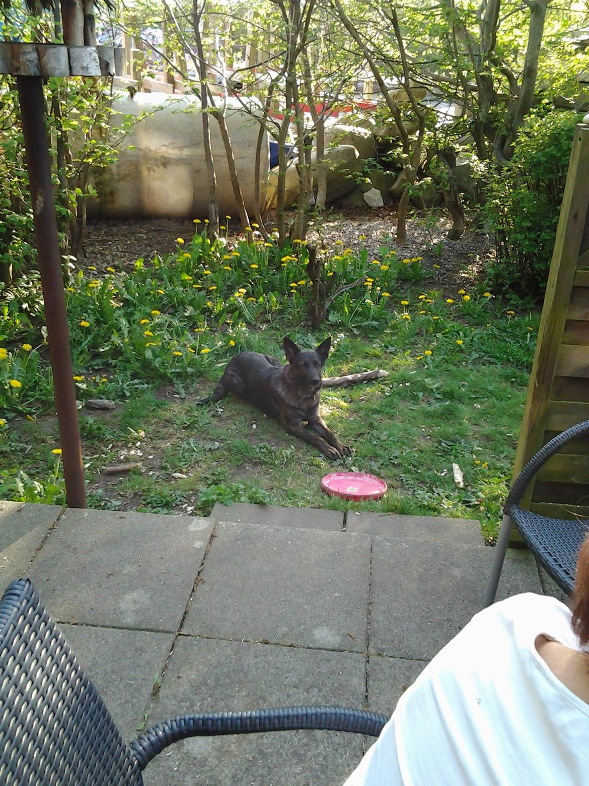 Schæferhund blacky billede 2