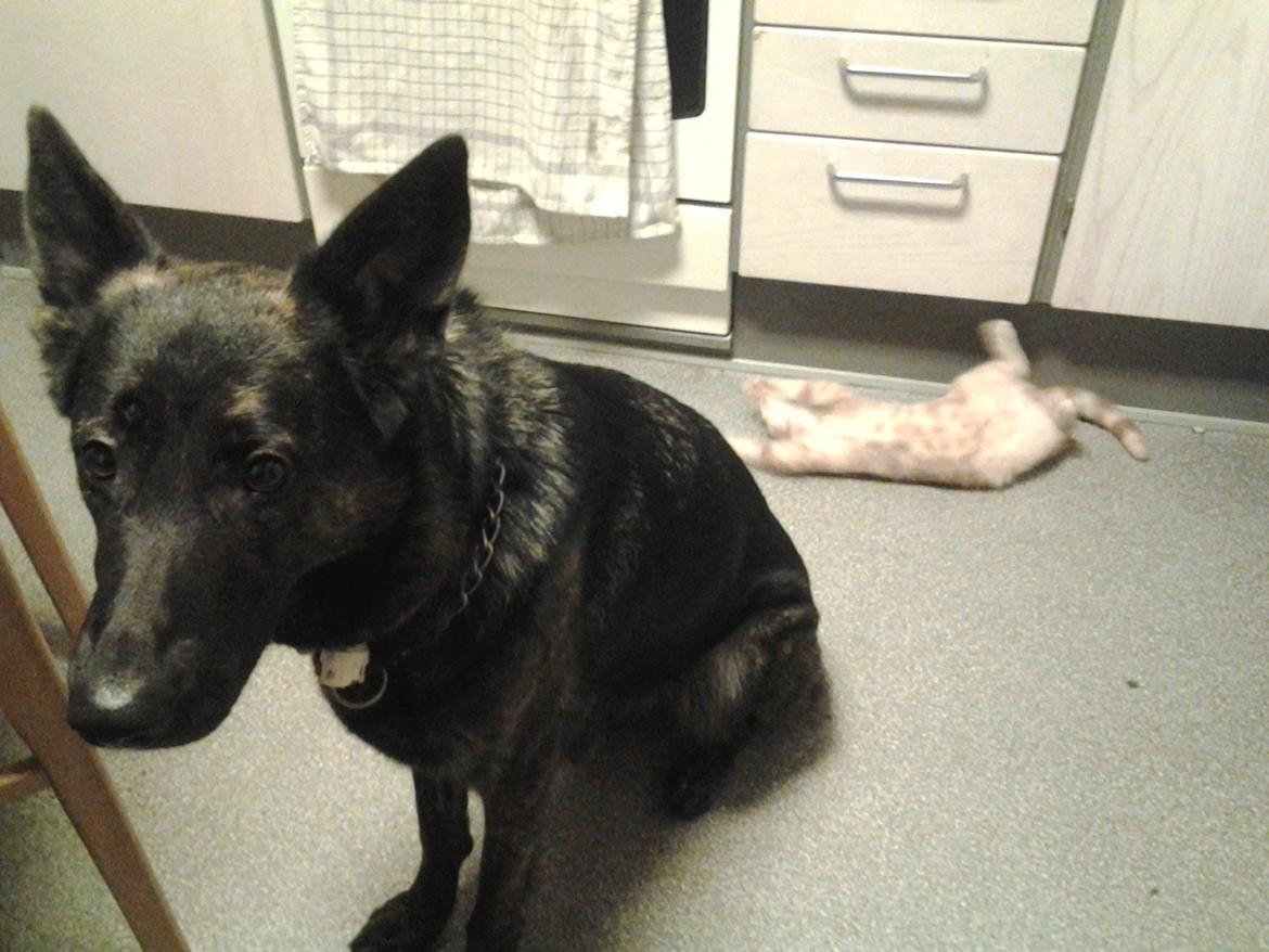 Schæferhund blacky billede 1