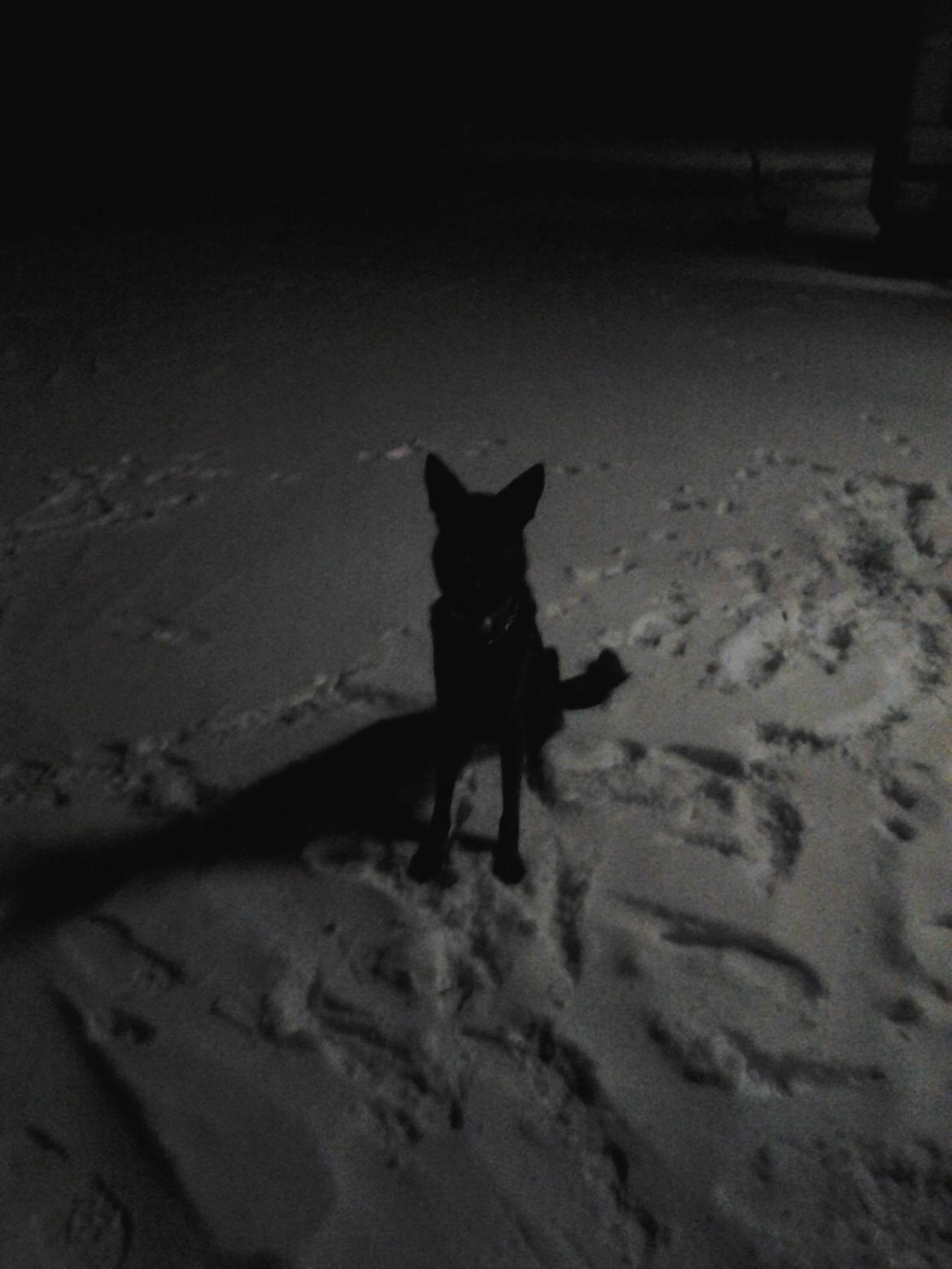 Schæferhund blacky billede 3