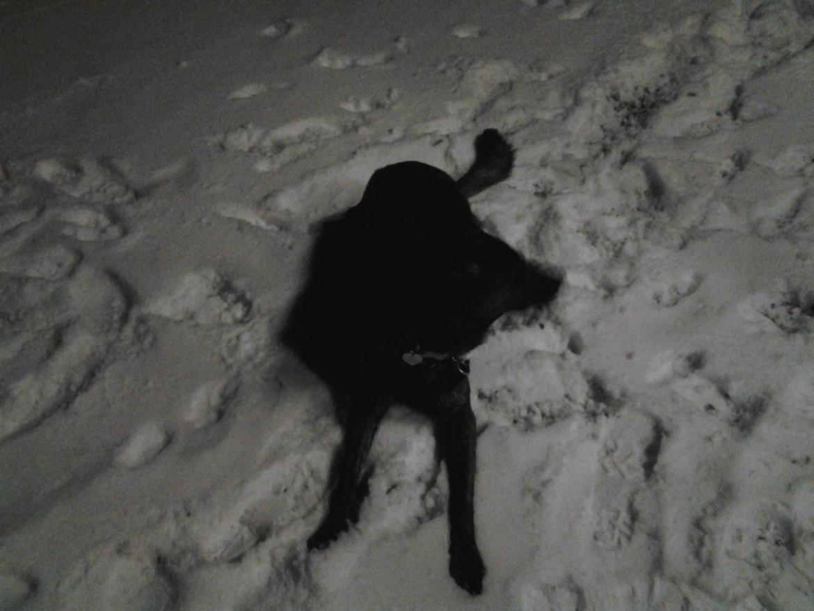 Schæferhund blacky billede 4