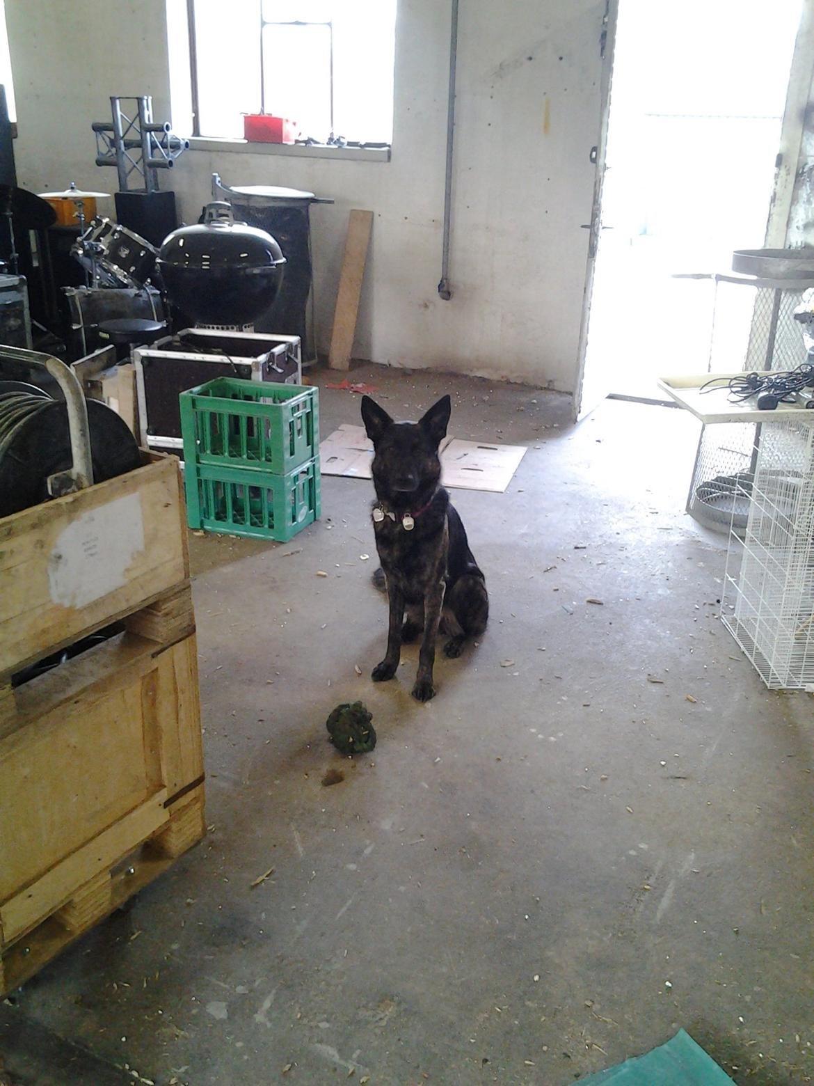 Schæferhund blacky billede 5