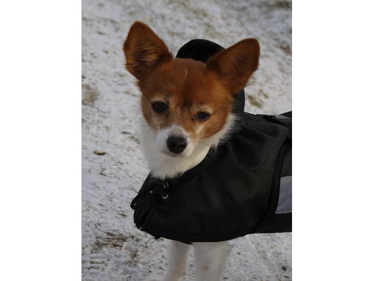 {{currentPhoto.altText}} billede {{currentPhoto.number}}