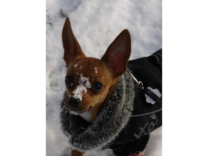 {{currentPhoto.altText}} billede {{currentPhoto.number}}