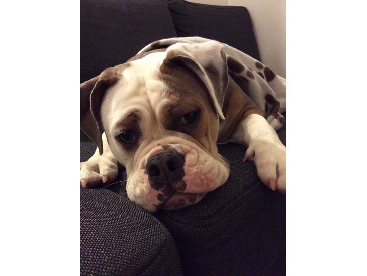 {{currentPhoto.altText}} billede {{currentPhoto.number}}