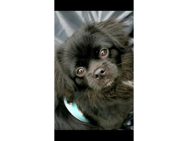 {{currentPhoto.altText}} billede {{currentPhoto.number}}