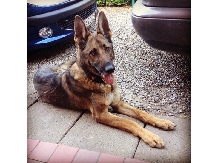 {{currentPhoto.altText}} billede {{currentPhoto.number}}