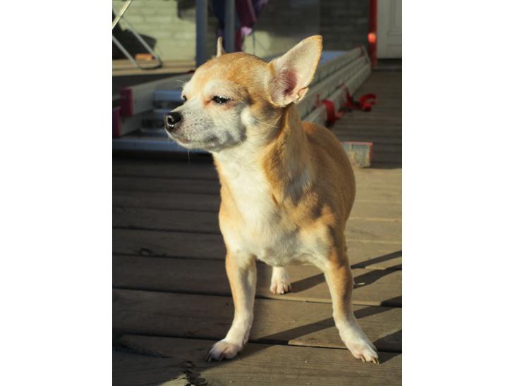 Chihuahua Molly billede 1