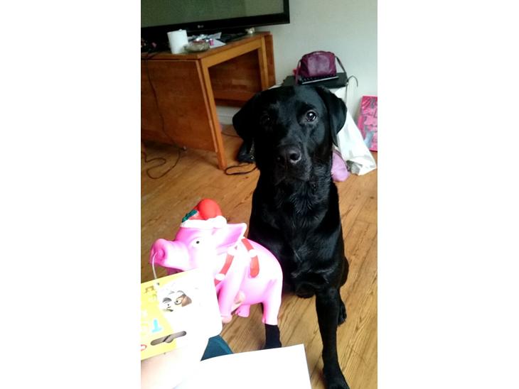 Labrador retriever Captain Morgan Freeman billede 1
