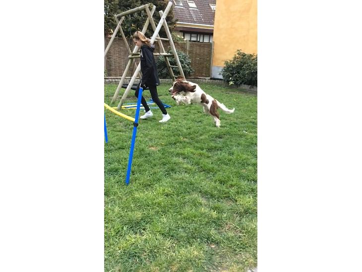 Engelsk springer spaniel Sille billede 1