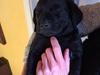 Labrador retriever Kenzo