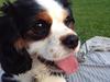 Cavalier king charles spaniel Oscar