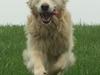 Golden retriever Baloo
