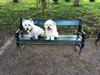 Coton de tulear Fie