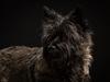 Cairn terrier Citta
