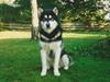 Alaskan malamute Alaskan Grace's Cuddly SITKIN R.I.P. [ Himmelhund]
