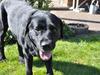 Labrador retriever Ozzy