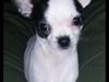 Chihuahua Freddie