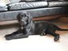 Labrador retriever Basse