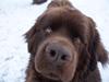 Newfoundlænder Baune, Newetta's Knockout in Brown