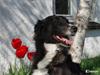 Blanding af racer Klunte-Hunden