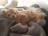 Chihuahua High Fly's Miguel