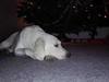 Labrador retriever Micha Mi Diamante