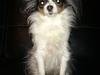 Papillon Chiantie *Prinsessen*