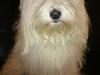 Coton de tulear Sisses Cindy