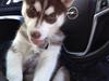 Siberian husky Suki